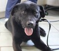 Kolin - piesek w typie labradora szuka domu - 2