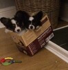 {szczeniak PAPILLON spaniel miniaturowy FCI ZKwP rodowód} - 7