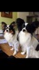 {szczeniak PAPILLON spaniel miniaturowy FCI ZKwP rodowód} - 5