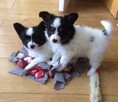 {szczeniak PAPILLON spaniel miniaturowy FCI ZKwP rodowód} - 1