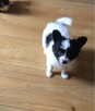{szczeniak PAPILLON spaniel miniaturowy FCI ZKwP rodowód} - 2