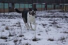 Delikatna sunia w typie dużego szwajcarskiego psa pasterskie - 6