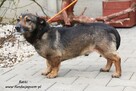 Rasti - niewielki psiak - 4