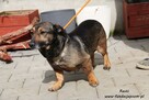 Rasti - niewielki psiak - 3