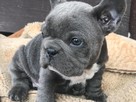 buldog francuski niebieski - 4