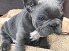 buldog francuski niebieski - 3