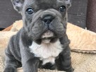 buldog francuski niebieski - 1