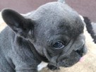 buldog francuski niebieski - 2