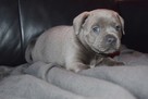 Staffik, staffordshire bull terrier szczenięta ZKwP - 3