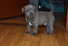 Staffik, staffordshire bull terrier szczenięta ZKwP - 5