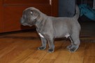 Staffik, staffordshire bull terrier szczenięta ZKwP - 4