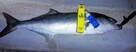Fish XXL 50 ml spray - oryginalny atraktor od producenta - 7