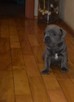 Staffik, staffordshire bull terrier szczenięta ZKwP - 6