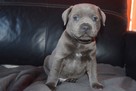 Staffik, staffordshire bull terrier szczenięta ZKwP - 1