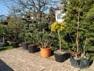 Niwaki - BONSAI ,Drzewka formowane -SZKÓLKA Ustroń w.śląskie - 3