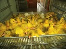 Pisklęta gęsie Gęś Biała Kołudzka bezpośrednio od producenta - 2