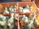 Pisklęta gęsie Gęś Biała Kołudzka bezpośrednio od producenta - 1