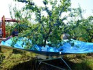 Otrząsarka do owoców PESTKA - 6