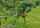 Otrząsarka do owoców PESTKA - 9