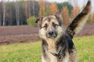 Bocho grzeczny opanowany psiak marzy o własnym domku - 7