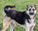 Bocho grzeczny opanowany psiak marzy o własnym domku - 6
