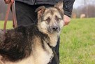 Bocho grzeczny opanowany psiak marzy o własnym domku - 5