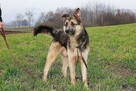 Bocho grzeczny opanowany psiak marzy o własnym domku - 4