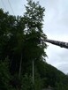 Wycinka i pielęgnacja drzew - 4