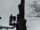 Wycinka i pielęgnacja drzew - 5