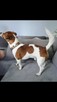 Reproduktor jack russell terier rodowód 2018r. - 4