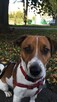 Reproduktor jack russell terier rodowód 2018r. - 2