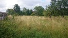 Koszenie trawy , kosą spalinową, wysoka trawa, karczowanie - 7