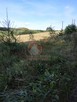 11 HA KLONOWO DOLNE gmina Przywidz - 7