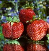 TRUSKAWKA OLBRZYMIA 10szt TRUSKAWKI SADZONKI - 3