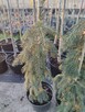 Świerk Serbski Pendula Picea omorika Pendula C5 80cm - 1