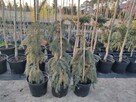 Świerk Serbski Pendula Picea omorika Pendula C5 80cm - 2