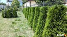 Odnawianie ogrodu przycinanie drzew Nawodnienie - 10