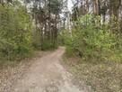 DZIAŁKA LEŚNA - 6
