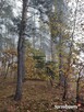Sprzedam dom na wsi w otoczeniu lasu - 9