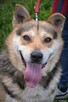 Jasiu - w typie Shiba Inu; energiczny, ale lubi też się popi