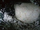 Podłoże ogrodowe kompost welna, perlit styropian hurt - 3