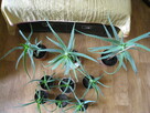 Kwiat doniczkowy Aloes, Aloe Vera, sadzonki - 1