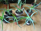 Kwiat doniczkowy Aloes, Aloe Vera, sadzonki - 4
