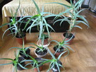 Kwiat doniczkowy Aloes, Aloe Vera, sadzonki - 5