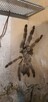 Ptasznik (pająk) Psalmopoeus cambridgei + terrarium - 2