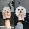 Groomer, Salon pielęgnacji psów, Psi fryzjer - 4