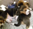 BEAGLE szczenieta z hodowli SIMPATICA PS FCI - 6