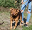 Rudy - super pies - 3