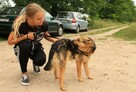 Tango - Owczarek niemiecki miniatura; zgodny z psami - 8