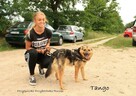 Tango - Owczarek niemiecki miniatura; zgodny z psami - 9